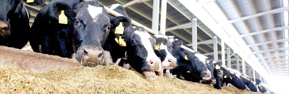 Many cows feeding on stable.